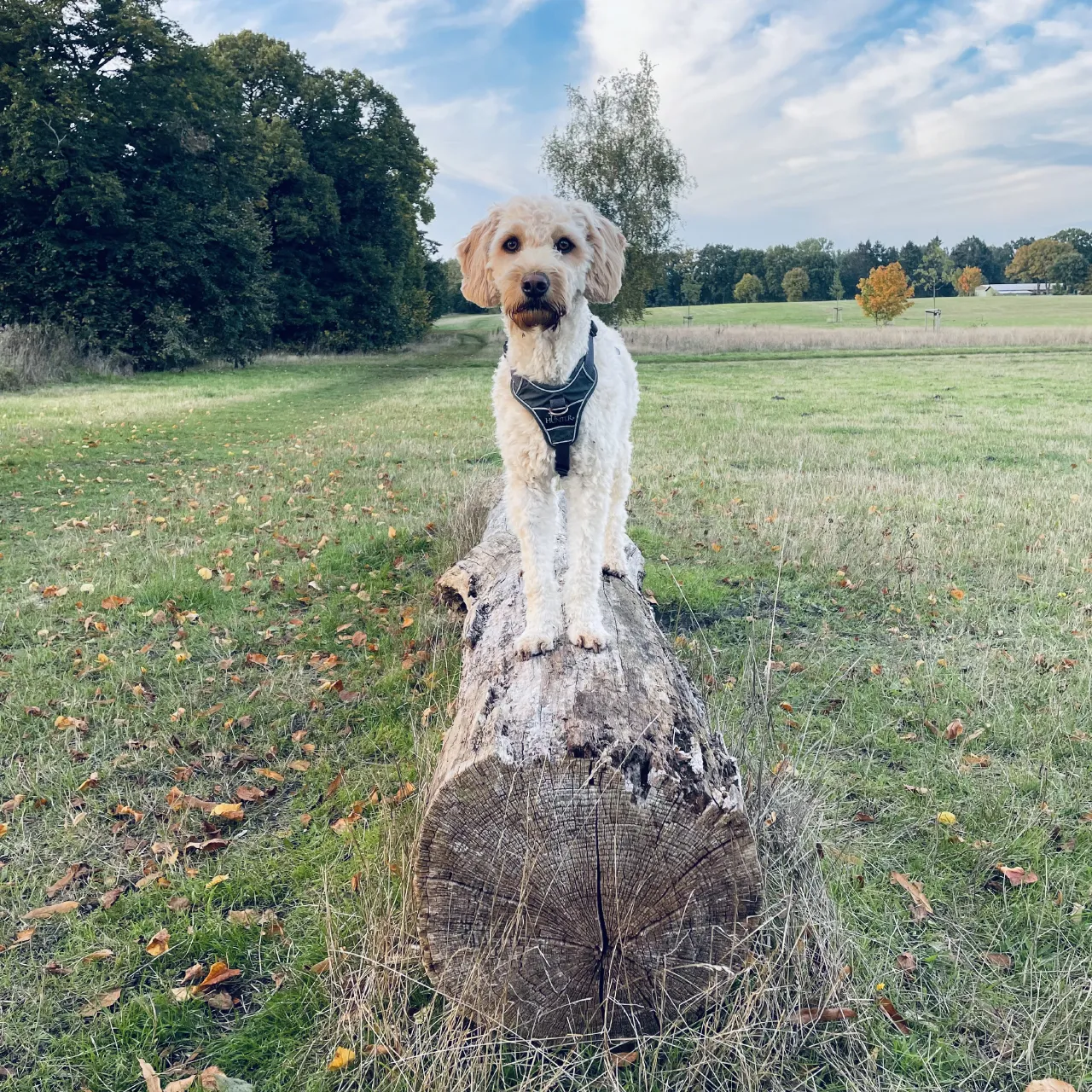 Therapiehund Bacio